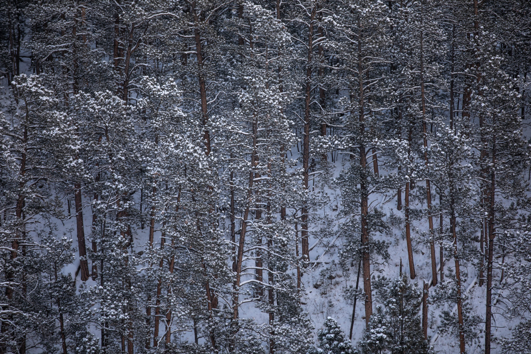 Cold weather